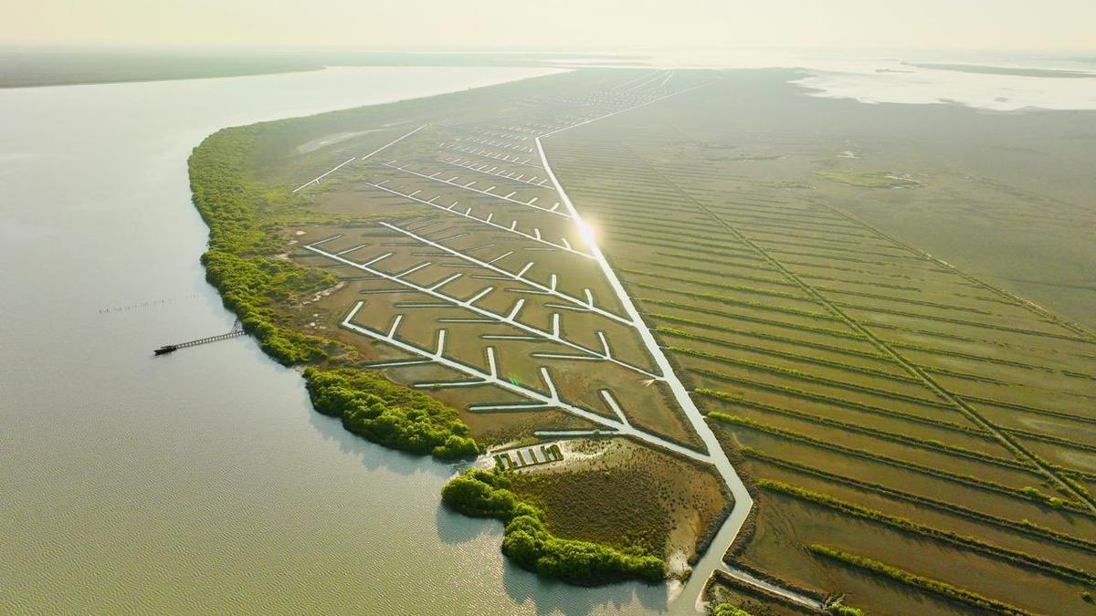 Muthupet mangrove cover increases by 2,057 hectares in the last three years