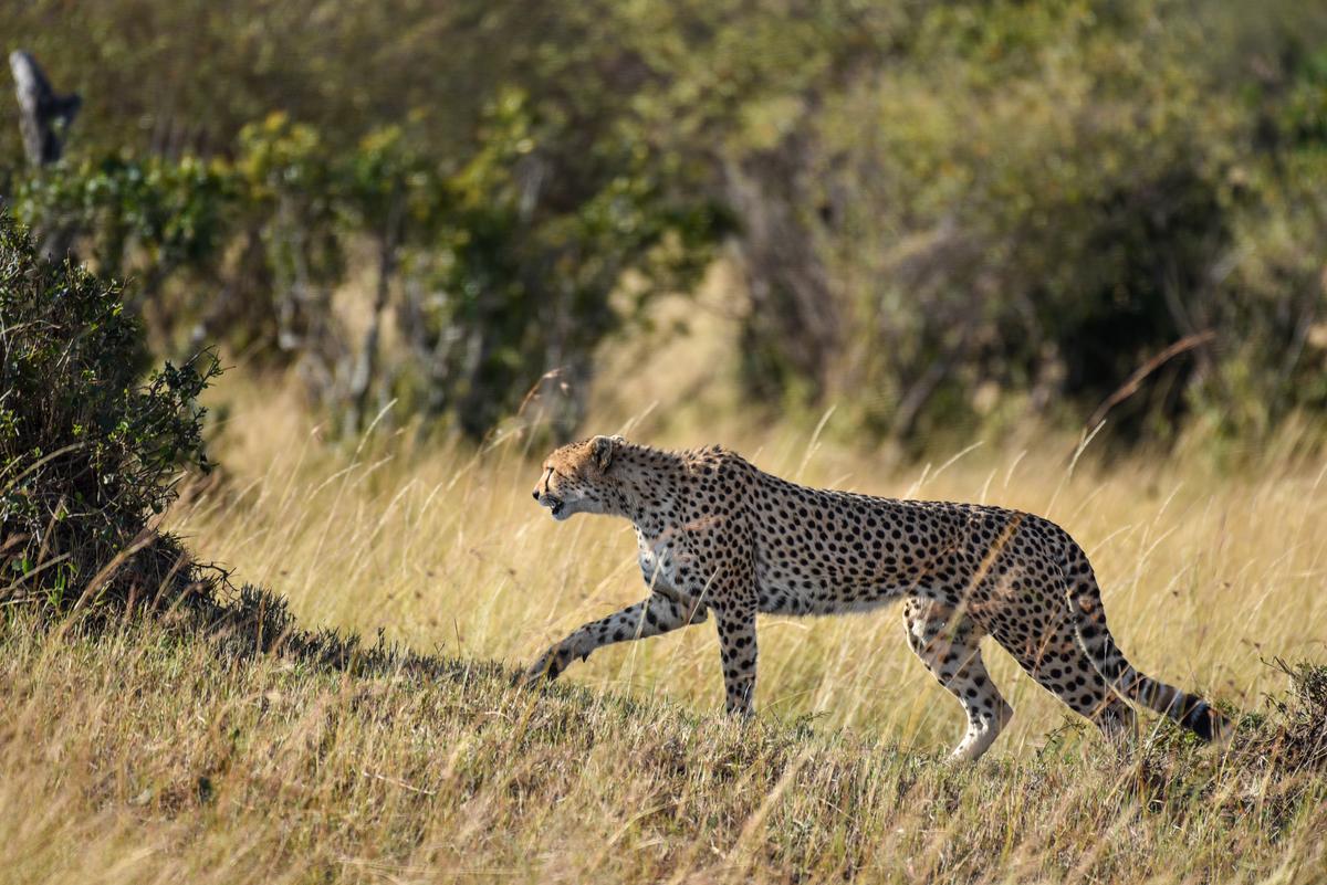 A six-year-old cheetah in the Masai Mara Savannah cautiously approaches its prey hiding in the grass.  Under Project Cheetah, the next few cheetahs from Africa may be sent to a cheetah breeding and conservation center in the Banni grasslands, The Hindu reported on July 25.