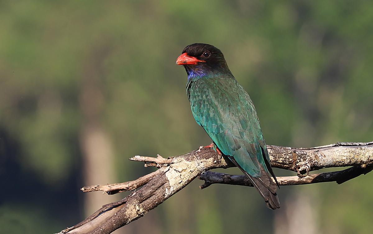 Broad-billed Roller 