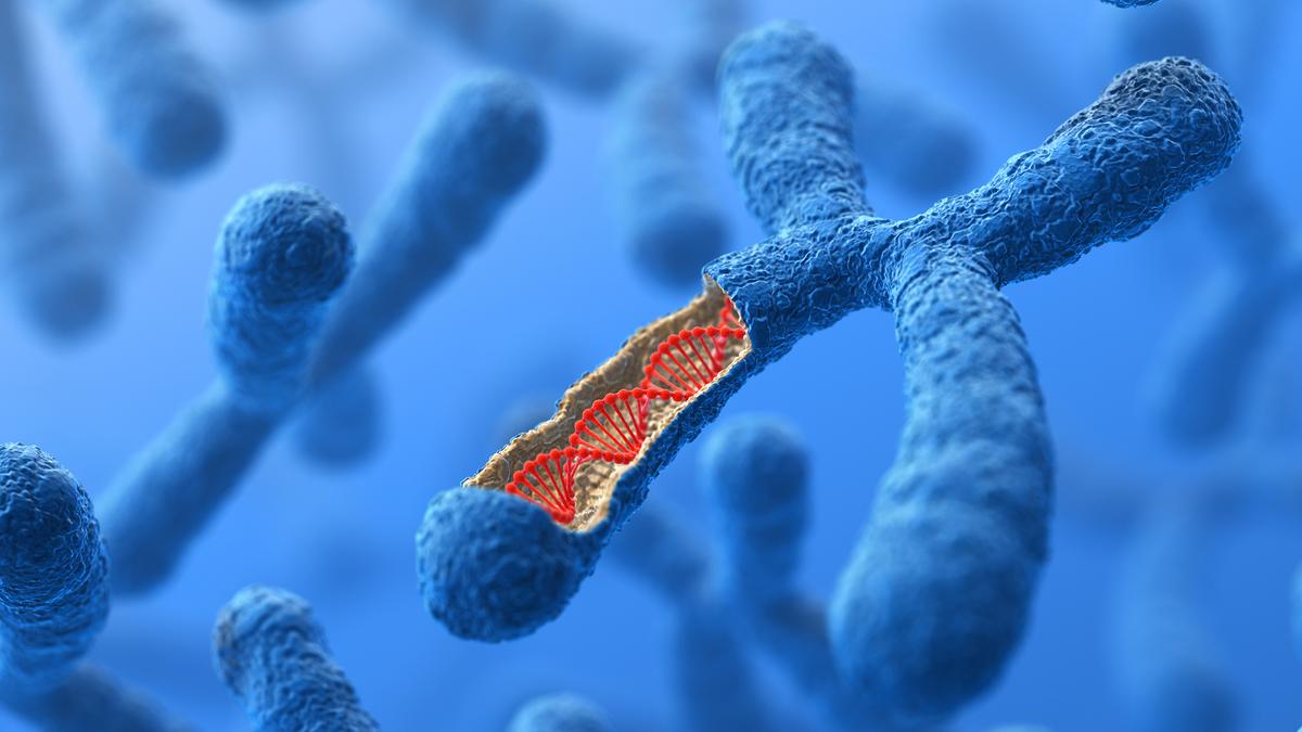 X chromosome revival in older women ups autoimmune disease risk
Premium