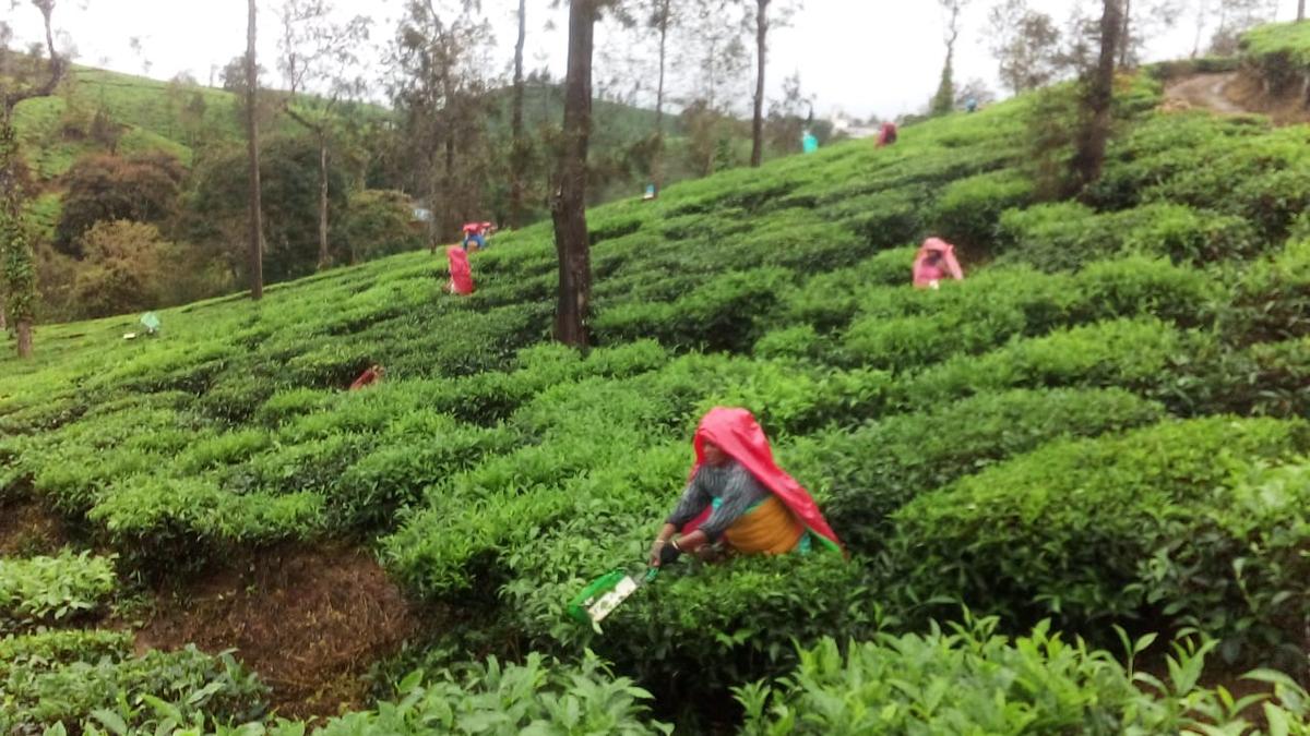 Panel formed to recommend fair price for green tea leaves in Nilgiris