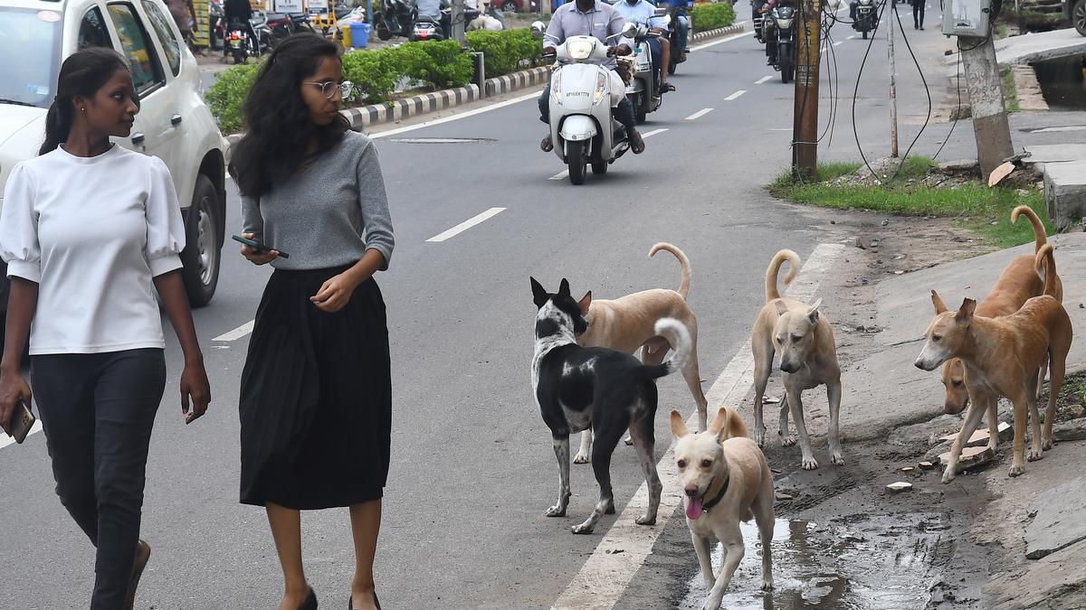 Andhra Pradesh sees 27 deaths due to rabies in last 18 months, say Health Department officials