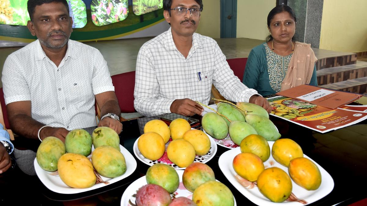 Mysuru Mango Mela to offer naturally ripened fruits
