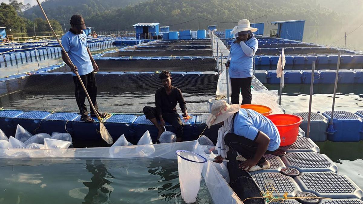 ADAK caged fish farming project strikes gold in Neyyar Dam, benefiting the local forest tribal community