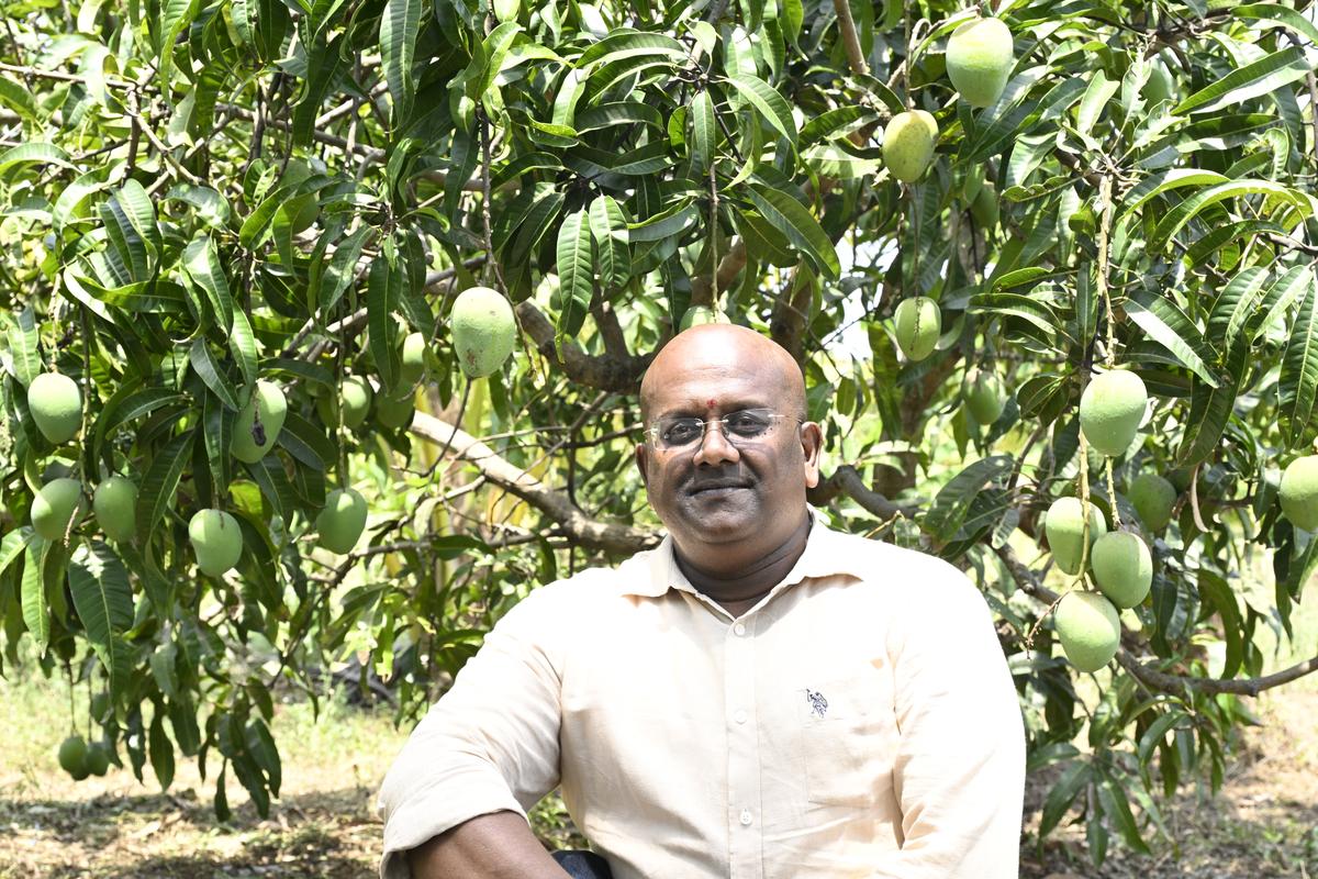 Mango farmer K Baskar, who is based in Coimbatore, at his 40-acre organic farm in Andipatti in Tiruppur district