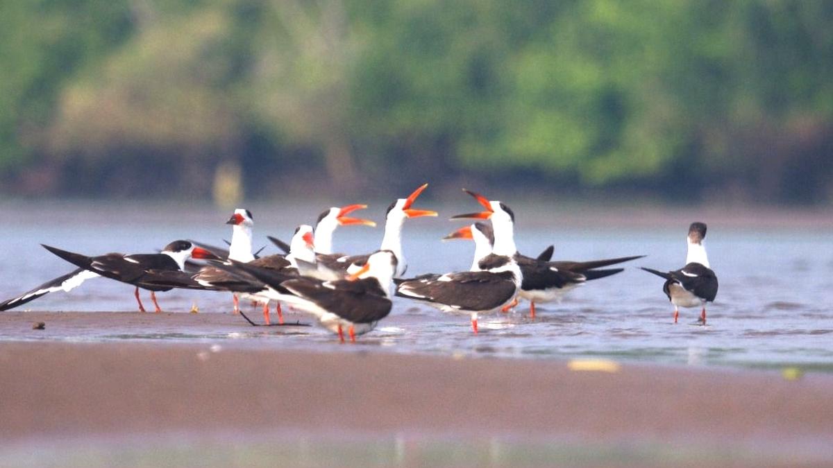 Godavari estuary in Andhra Pradesh has prime habitat for Indian