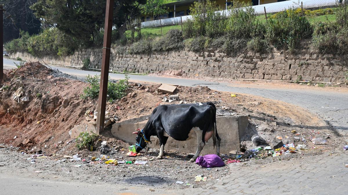 Unpaid sanitation staff and absenteeism expose problem of open dumping of waste in Ooty town
