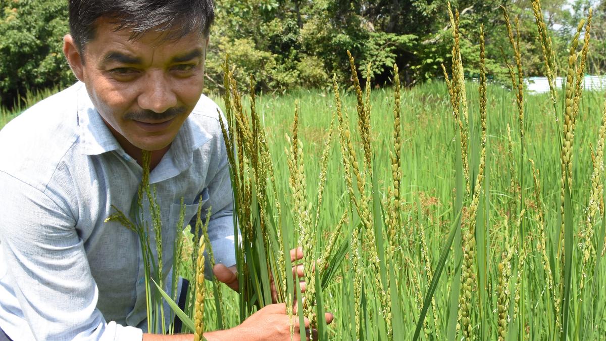 This conservator of agricultural diversity has saved many rice varieties from the brink of extinction
Premium