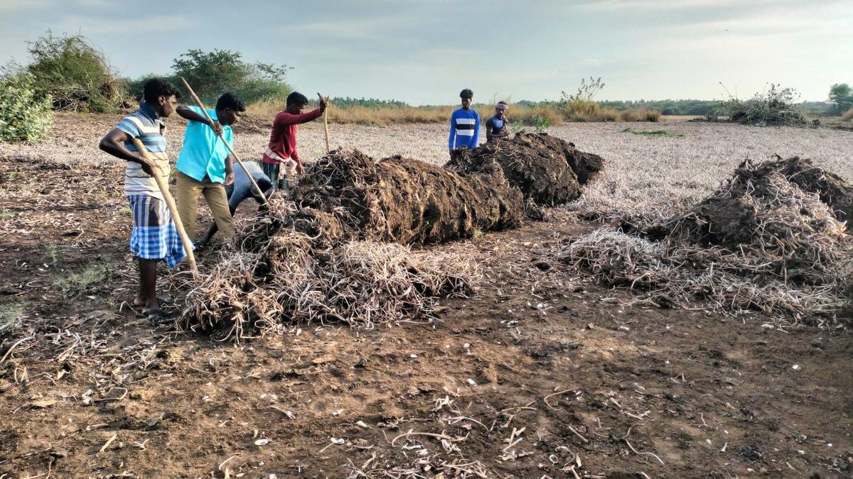 Vaduvur Bird Sanctuary gets ready to host winged visitors