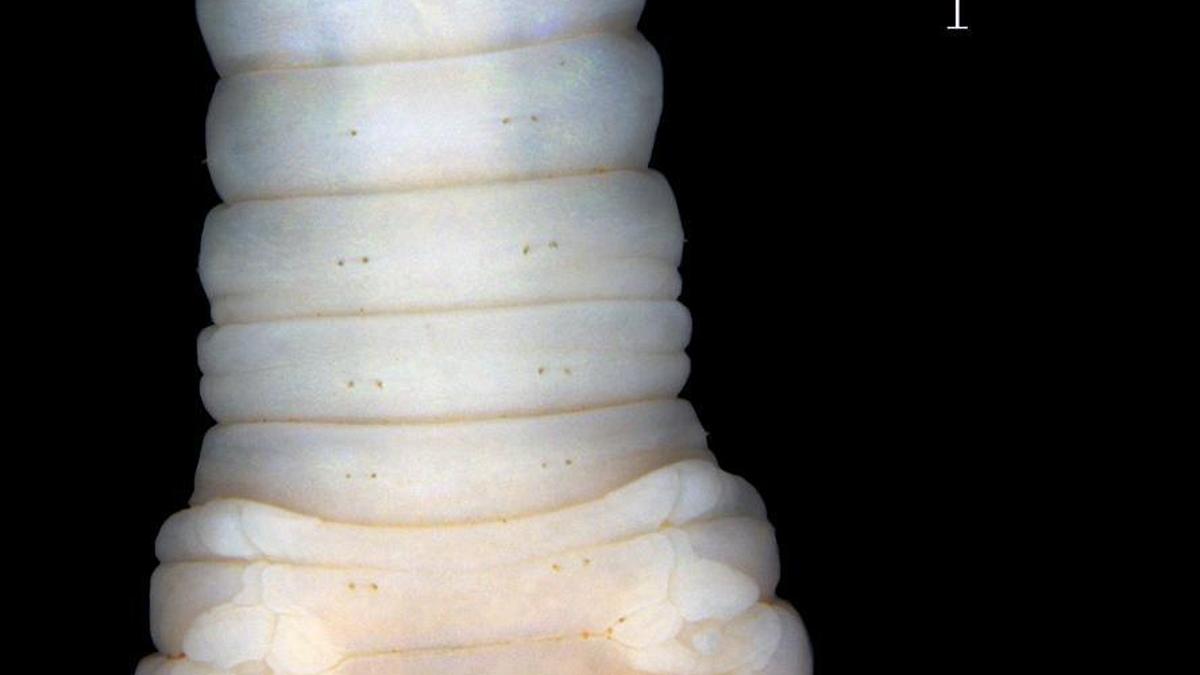 New earthworm species adds to Western Ghats’ rich biodiversity