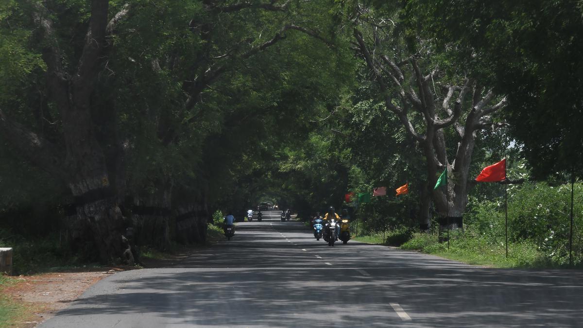 India was a tree planting laboratory for 200 years – here are the results
Premium