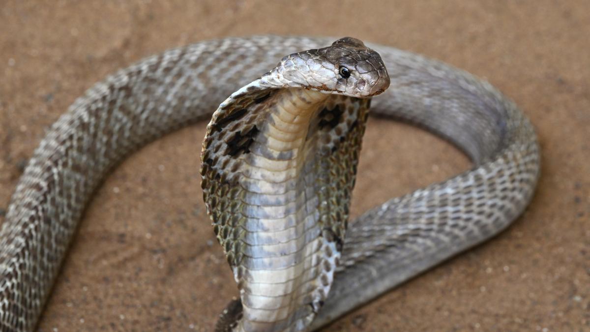 8-year-old boy dies after snakebite in Kerala’s Thiruvananthapuram; cobra captured