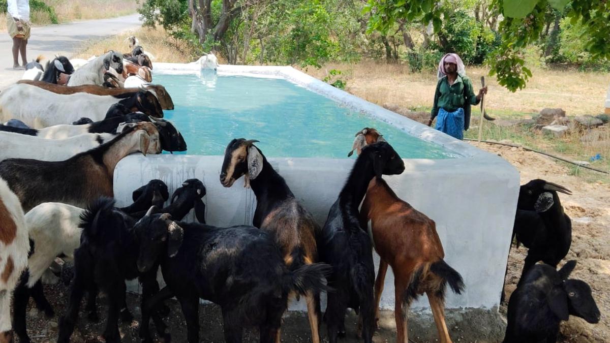 New water troughs bring relief to livestock in Andhra Pradesh’s scorching summer 