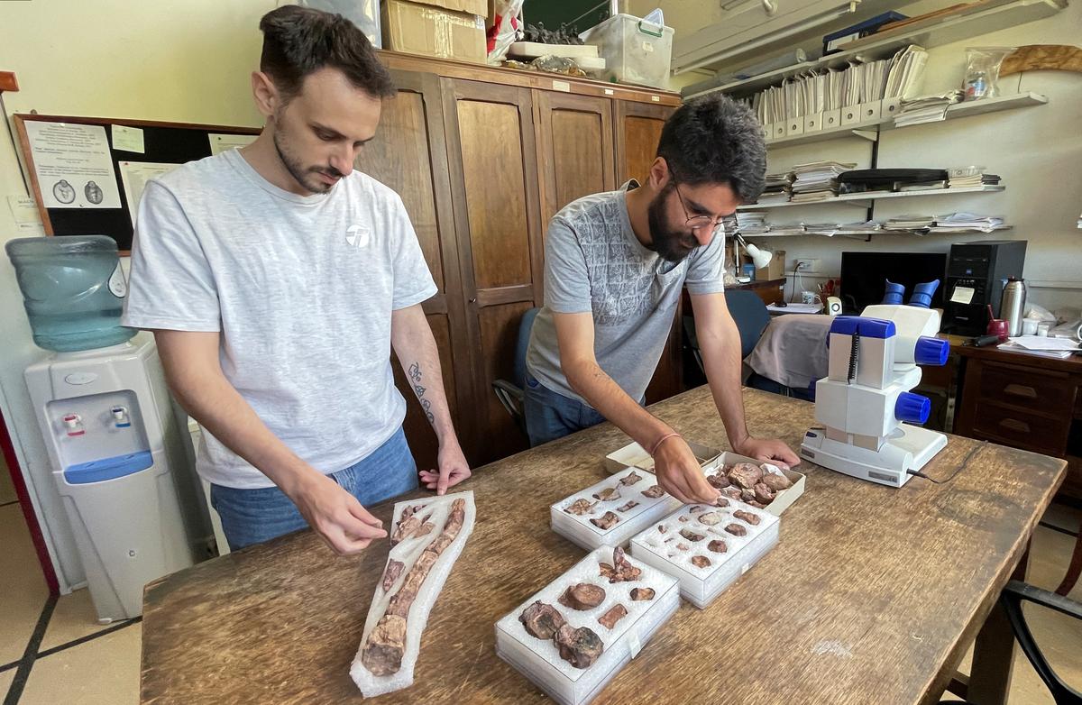 Argentine palaeontologists Rodrigo Alvarez and Sebastian Rozadilla look at fossils of the Chakisaurus nekul, a newly-discovered herbivorous dinosaur that lived about 90 million years ago in the Patagonia region, at the Buenos Aires’ Natural Science museum, in Buenos Aires, Argentina April 24, 2024. 