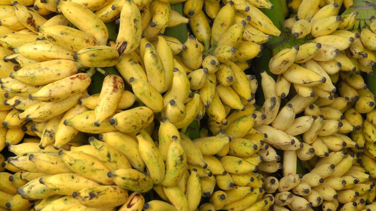 Horticulture Department advises farmers to go for cultivation of tissue-cultured banana in Karnataka