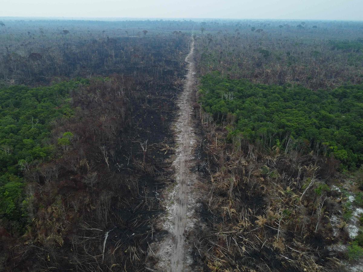 Brazilian Amazon deforestation breaks September record