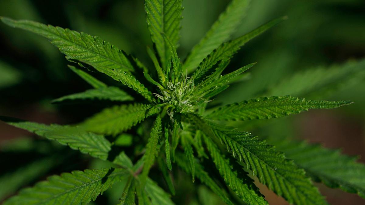 Experts stress the need for research and physician training to expand medical uses of cannabis in India