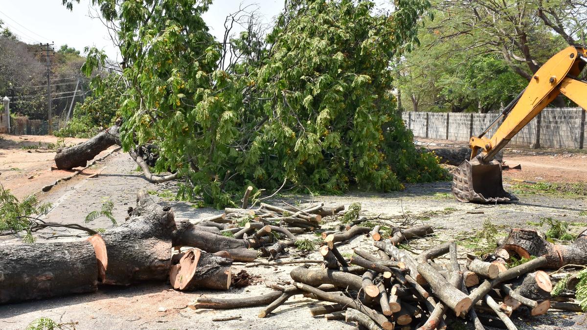 40 trees felled in Mysuru for road widening sparking outrage among activists