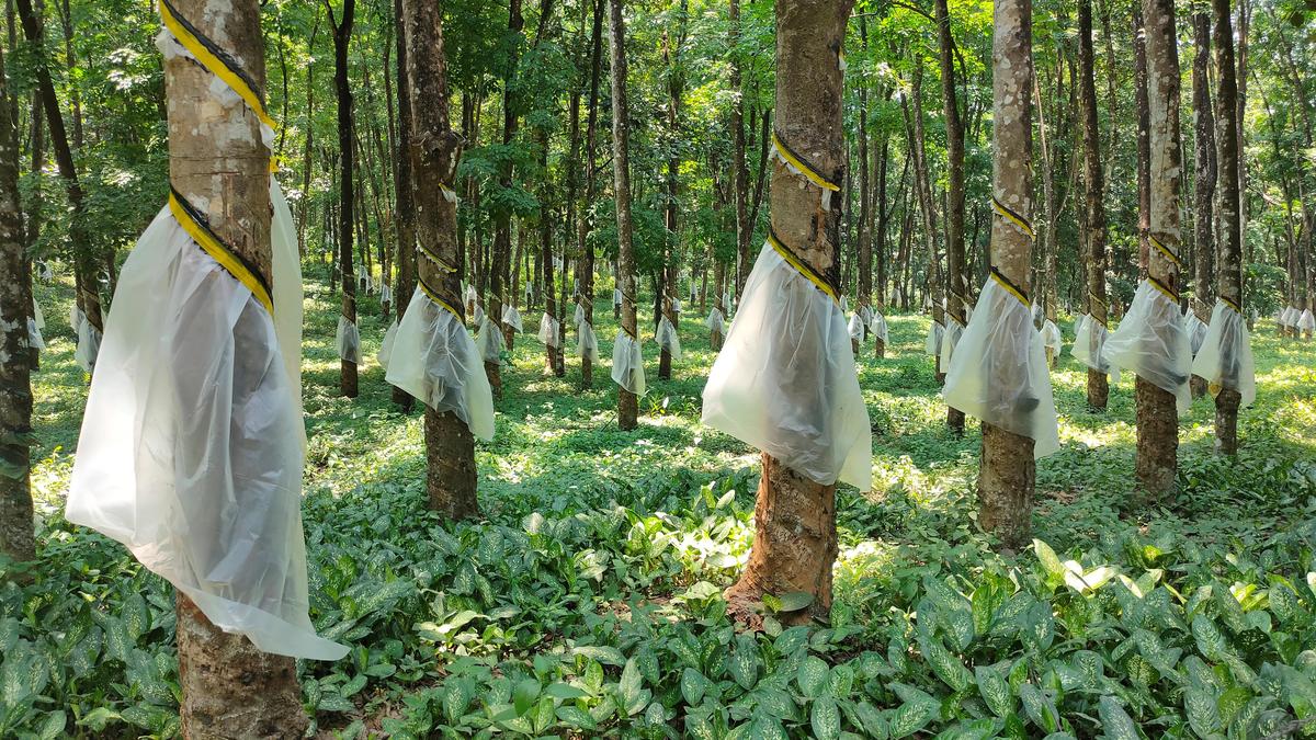 Rubber rally breaks records, but growers cautious