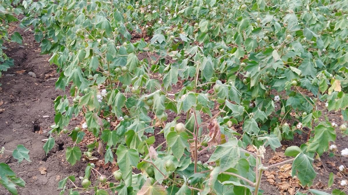 Cotton loses its ‘most profitable crop’ tag in Andhra Pradesh’s undivided Kurnool district