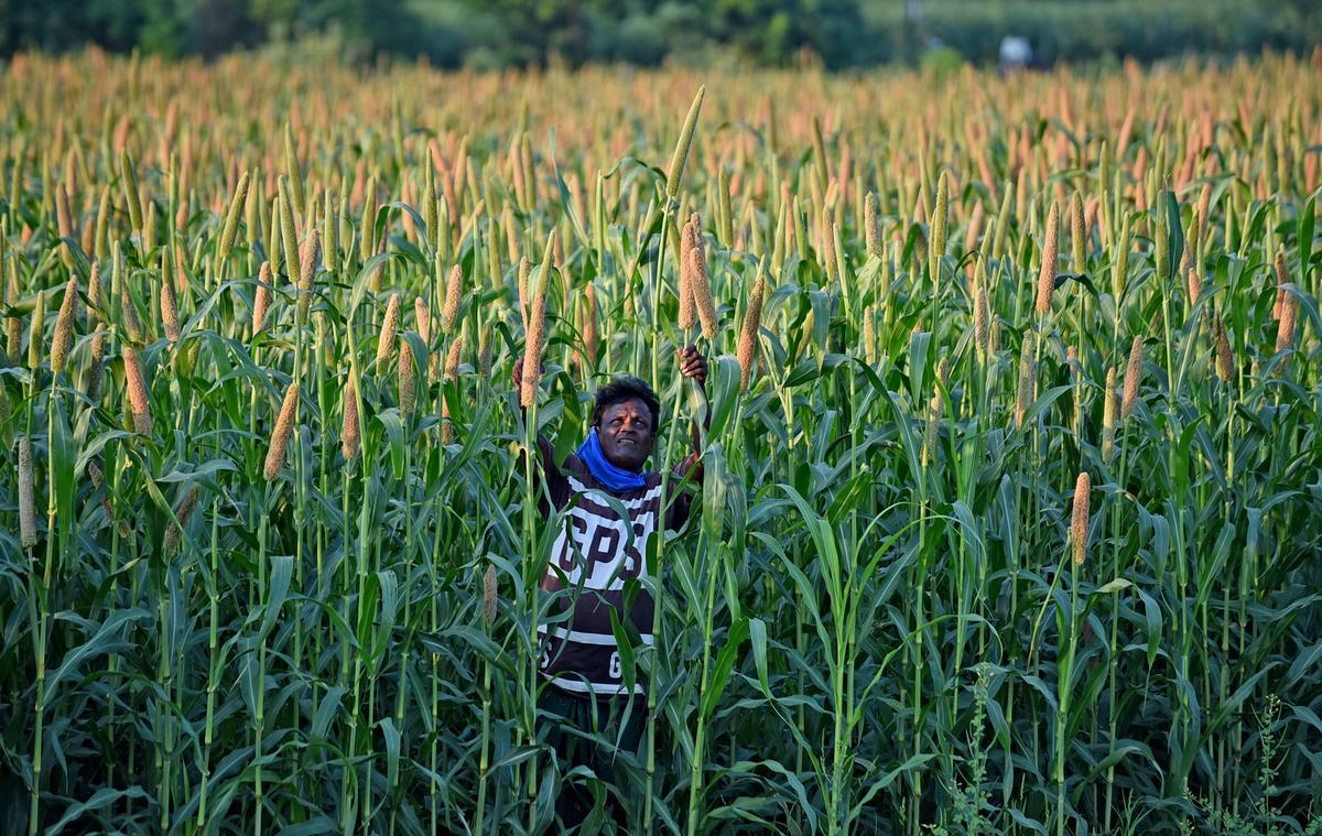 Pearl millet crop in Tamil Nadu.