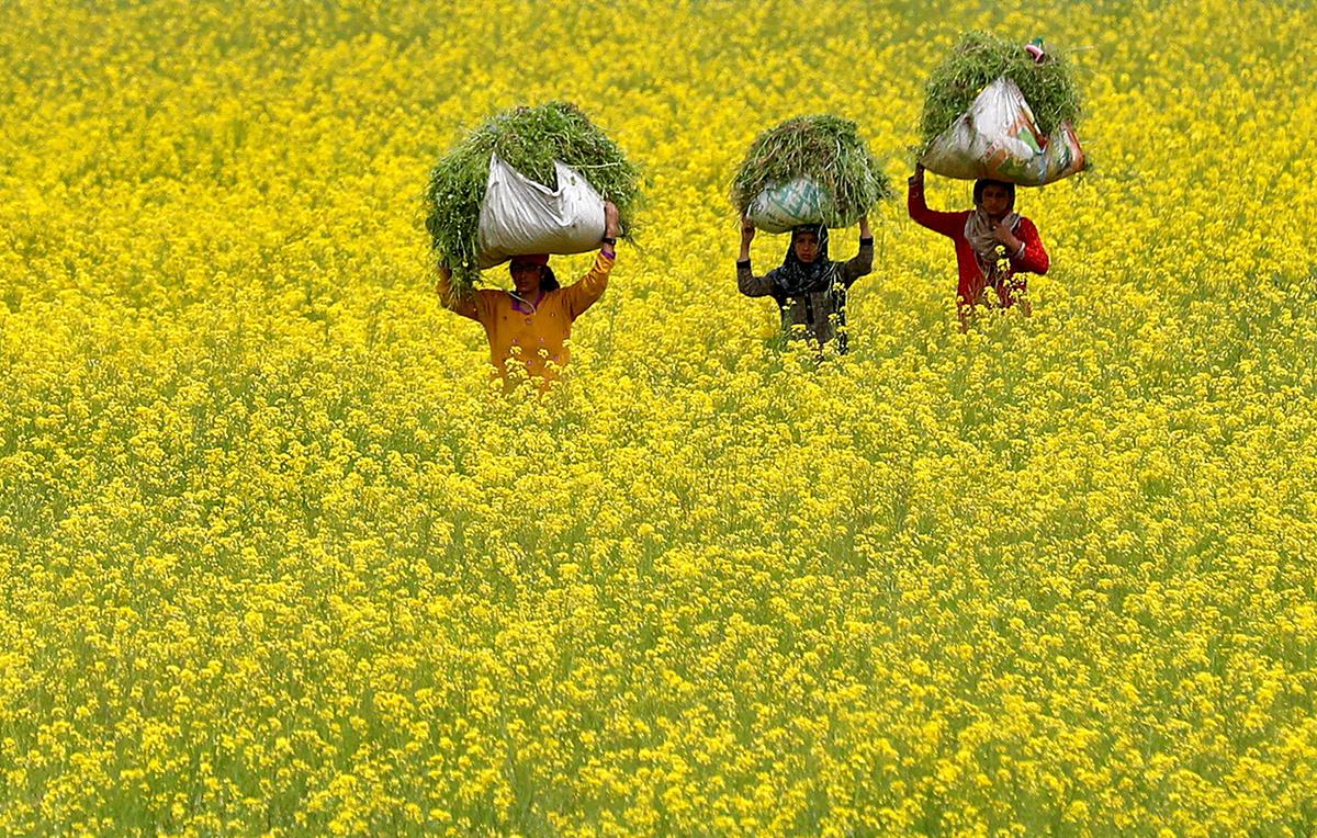 Activists to strengthen protests against GM mustard