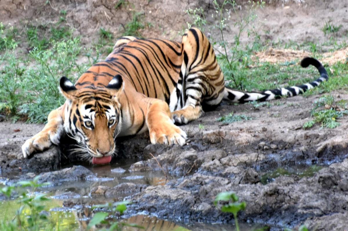 Watch: Tiger census begins across Karnataka forests
