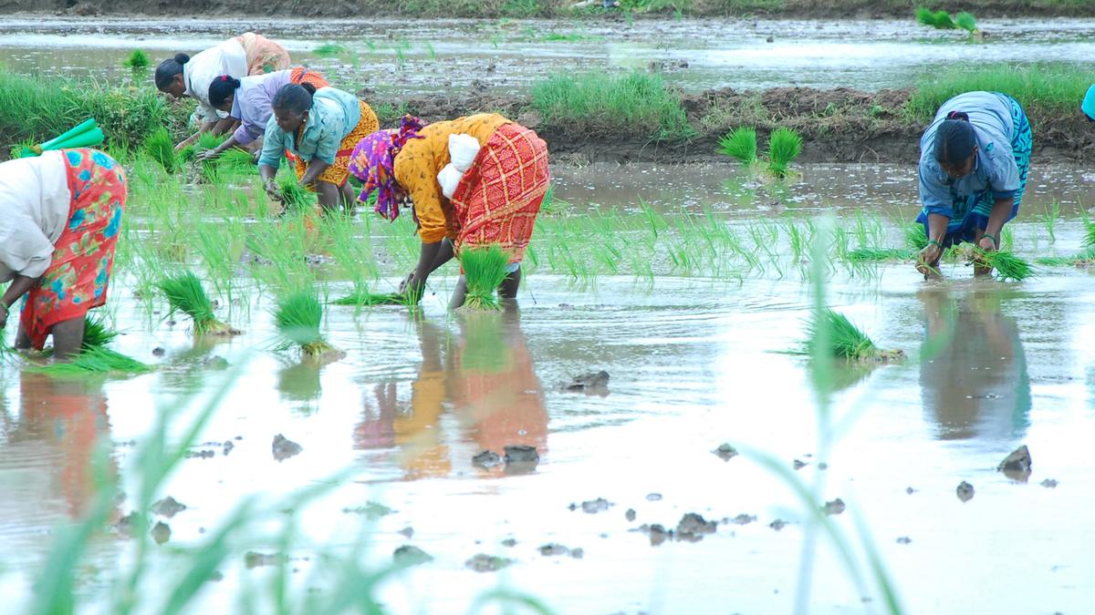 Erratic monsoon rains lead to higher groundwater drawal, energy use