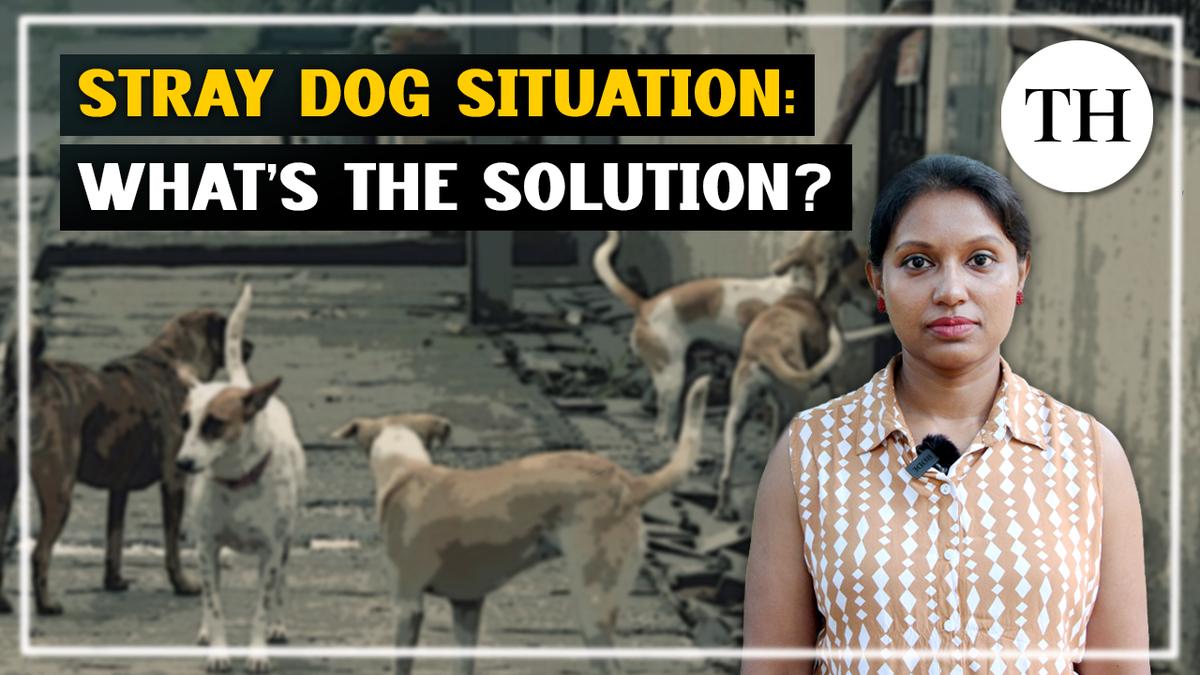 Watch: Stray dog situation in Bengaluru: what’s the solution?