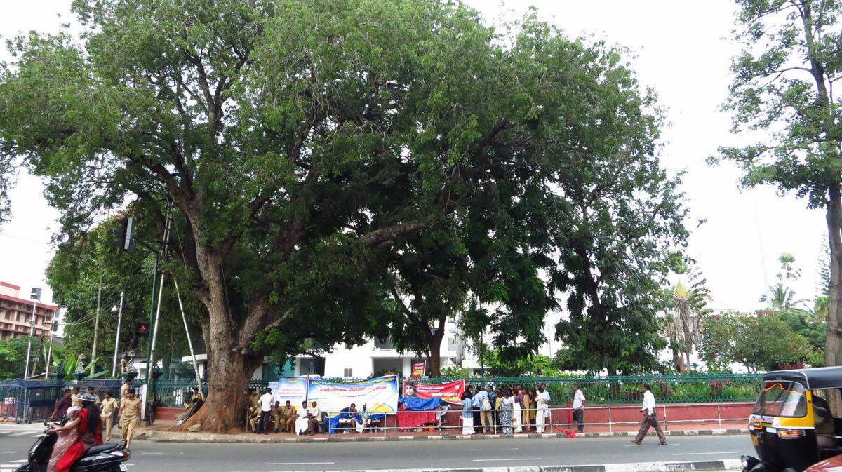 Small-leaved mahogany outside Government Secretariat