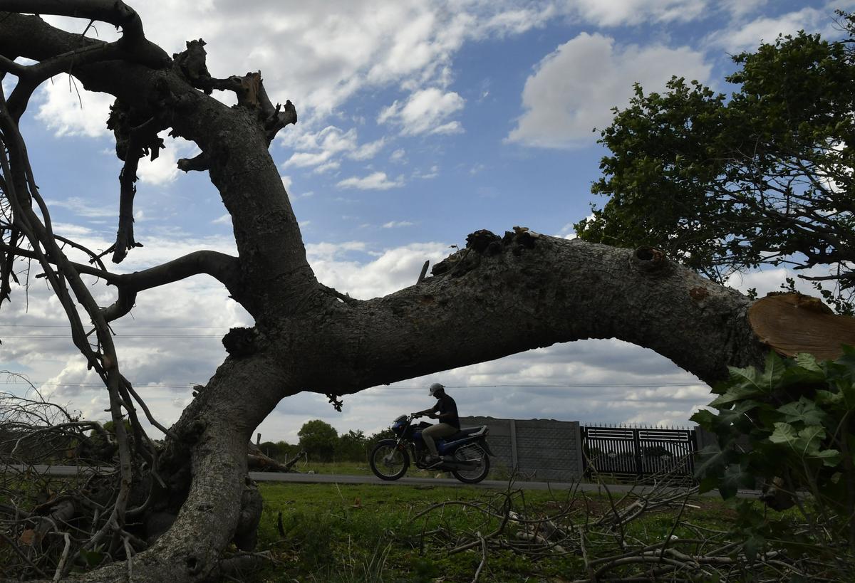 An independent survey by concerned citizens from the city found over 100 banyan trees burnt/damaged on Chevella road in June 2020.