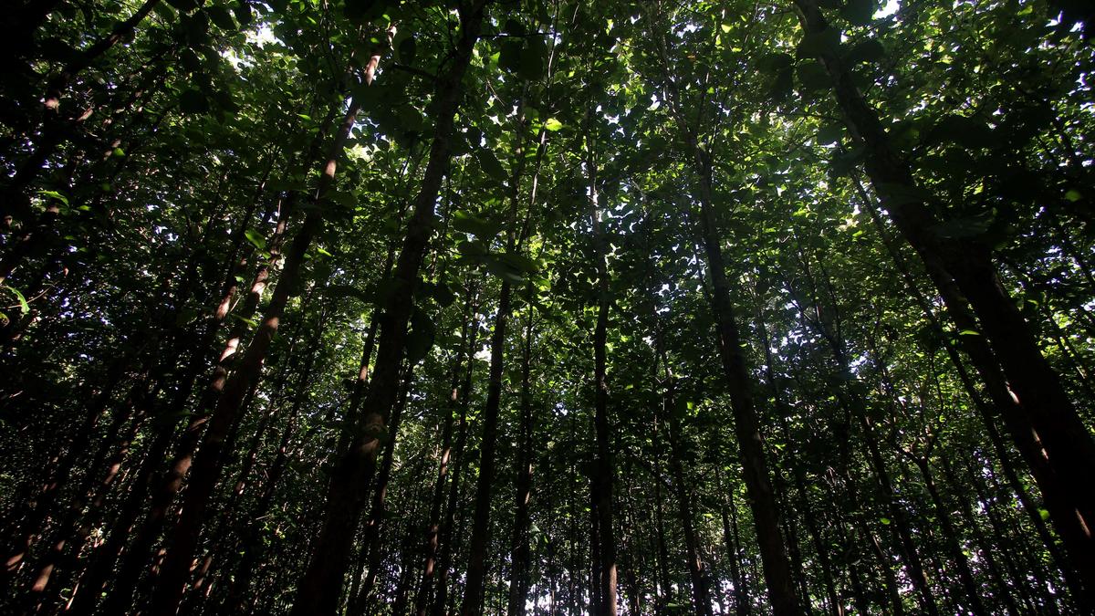 Supreme Court protects 314 sq.km. of pristine sal forest in Jharkhand’s Saranda