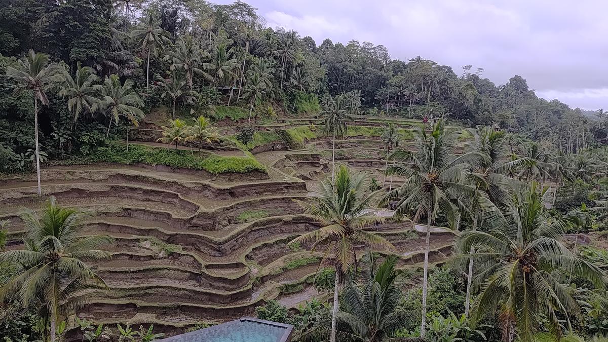 Tegallalang rice rerrace in Bali