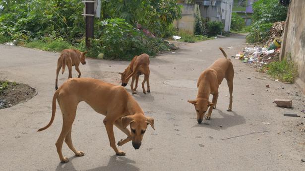 Salem Corporation urged to tackle stray dog meance