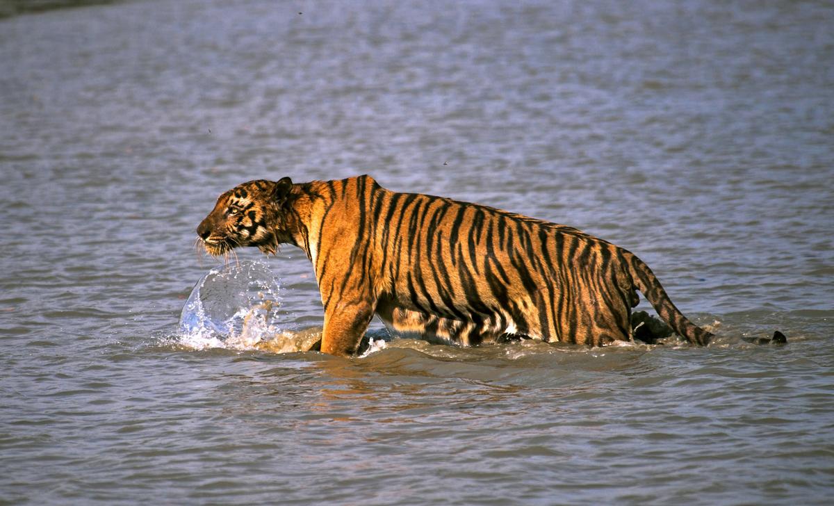 A Royal Bengal tiger prowls in Sunderbans, at the Sunderban delta.