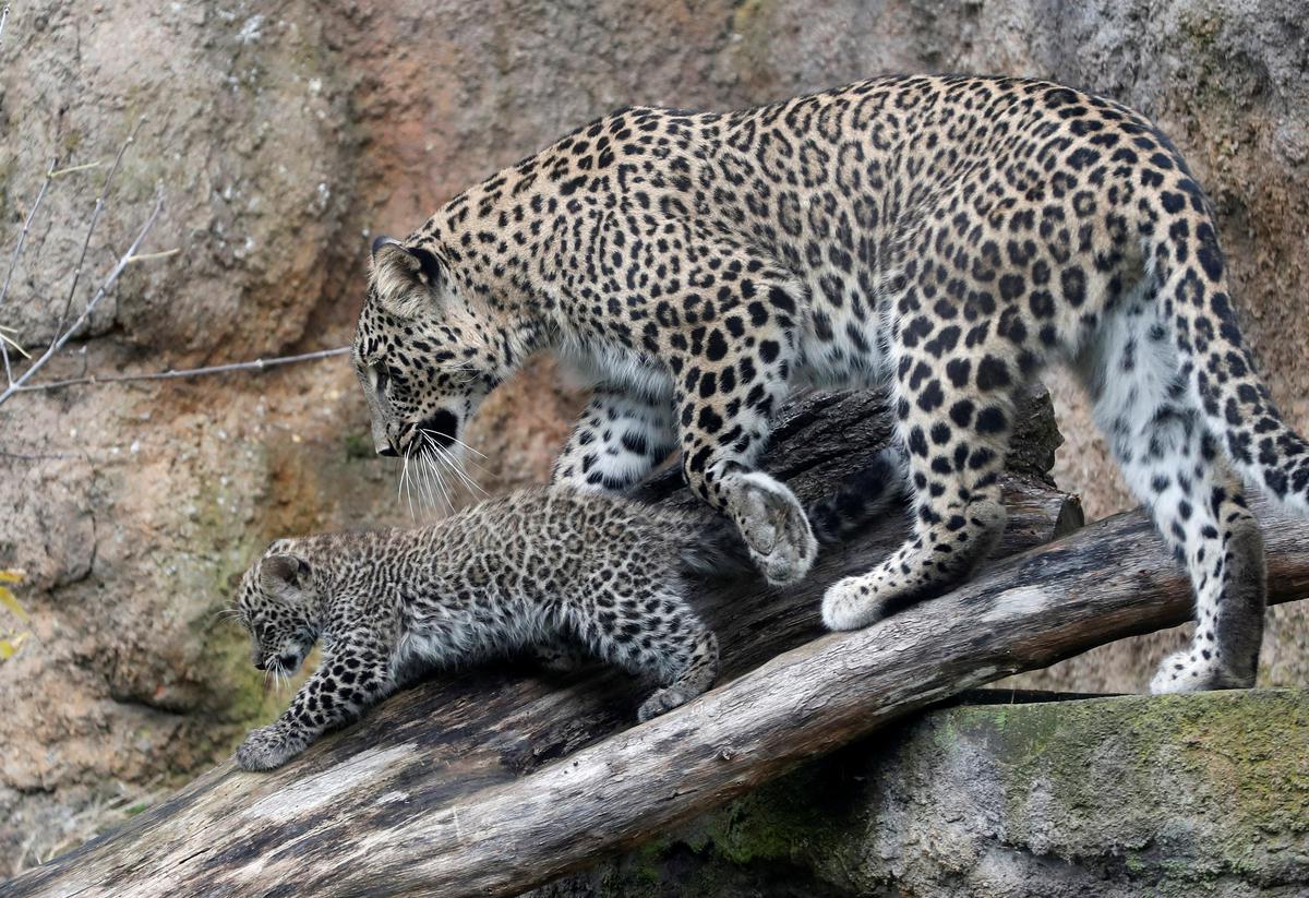 Leopard runs amok in Karnataka town, captured and released in Nagarahole National Park