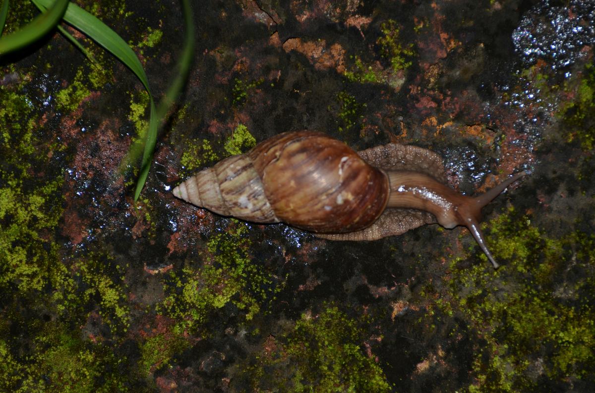 Study finds new genetic strain of Giant African Snail in Kerala and the UAE