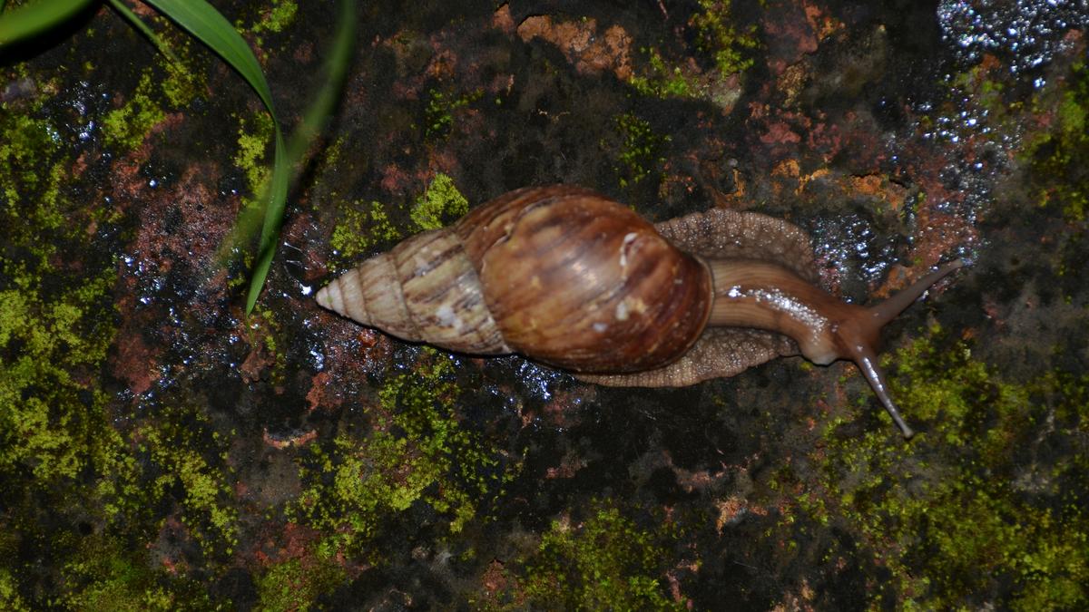 Study finds new strain of Giant African Snail in Kerala and the