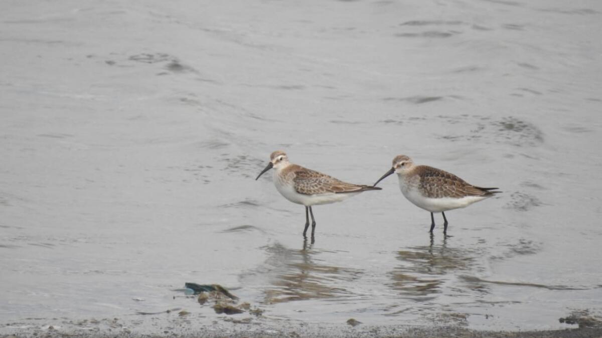 Birders fear decline in migration of shore birds as tanks in Coimbatore remain full to the brim