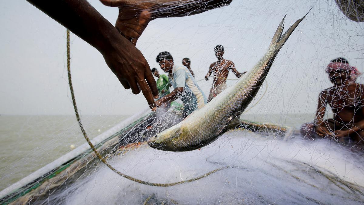 Ahead off Durga Puja, Bangladesh allows export of Hilsa fish to India