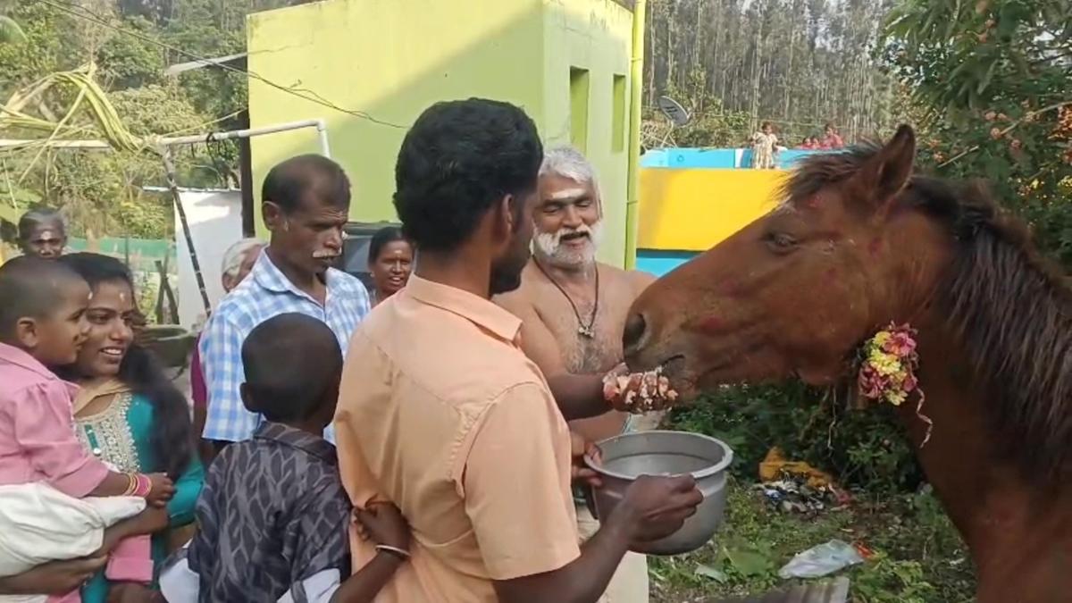&lsquo;Pennycuick Pongal&rsquo; celebrated in Theni district; farmers celebrate Mattu Pongal with horses in Sirumalai hills