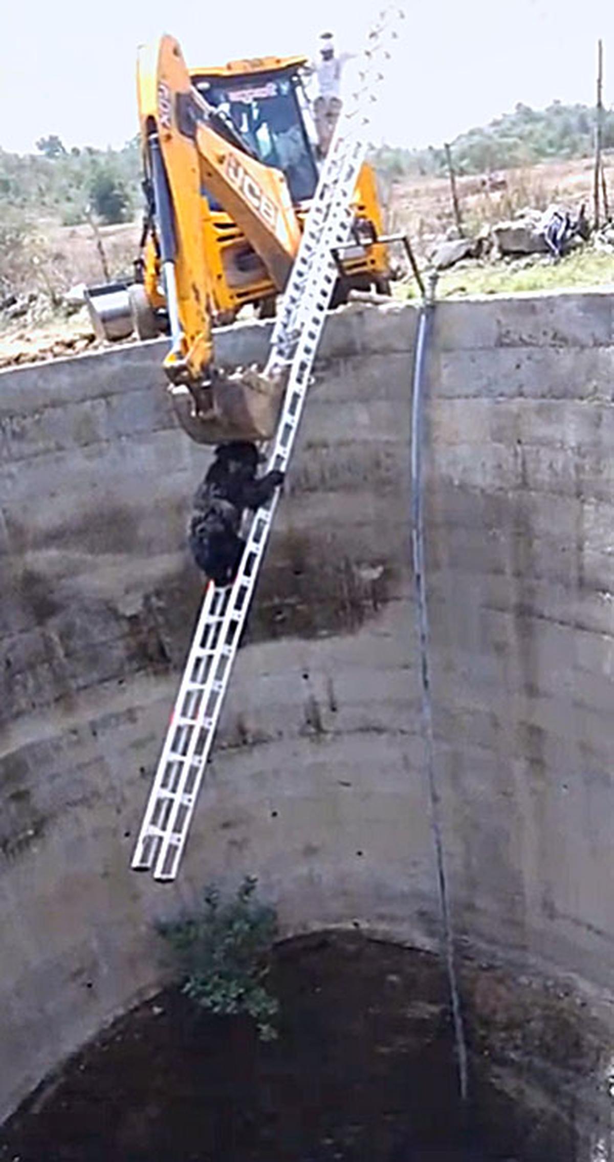 Watch: Sloth bear falls into 40 feet well, rescued