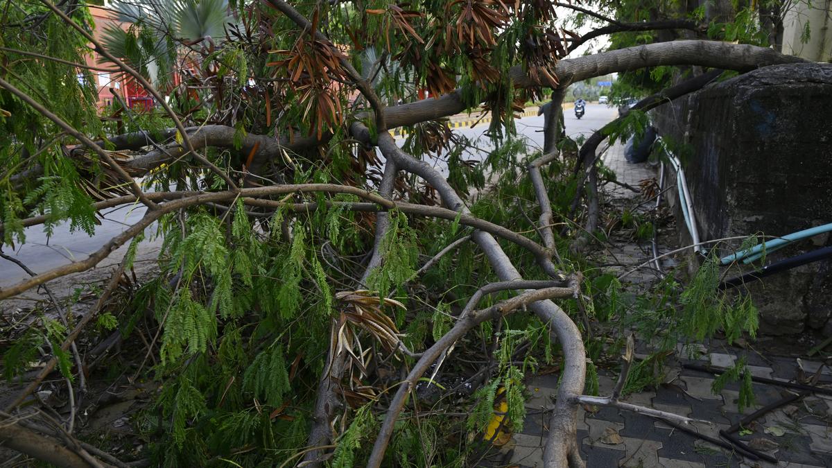 Students allege felling of trees at Agri Varsity, but VC says invasive weeds cleared