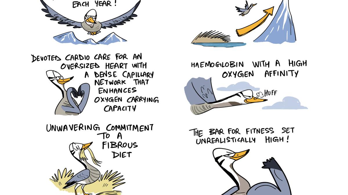 Green Humour by Rohan Chakravarty on the bar-headed goose, one of the world’s highest-flying birds