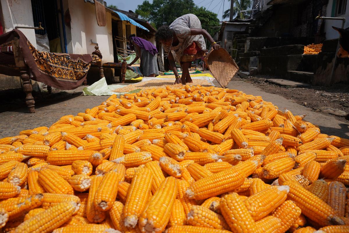 Savara tribal women drying maize crop at Addorupeta village in Burja Mandal.