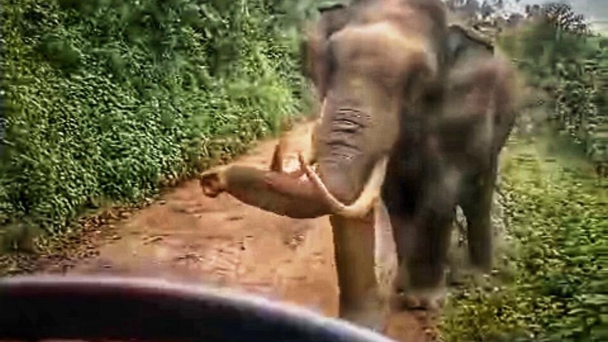 Wild tusker Padayappa charges at school bus at Munnar