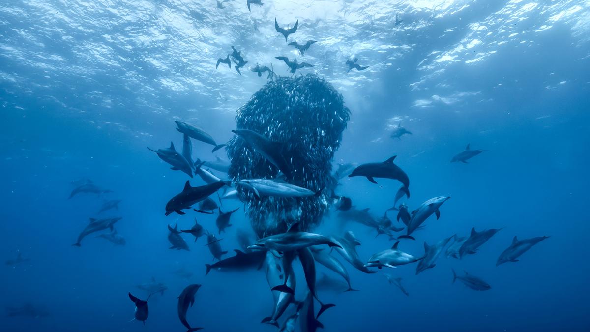 A bait ball in the open ocean near Azores. (Credit: Silverback Films and Open Planet Studios/Doug Anderson) A bait ball in the open ocean near Azores. (Credit: Silverback Films and Open Planet Studios/Doug Anderson)