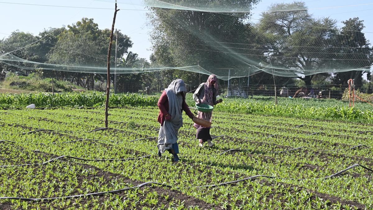 Tightening the opium belt in Madhya Pradesh - The Hindu