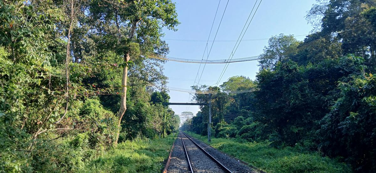 Rope bridges were installed to facilitate the passage of the gibbon over the North-East Frontier Railway line. To date, no gibbons have been recorded using them.