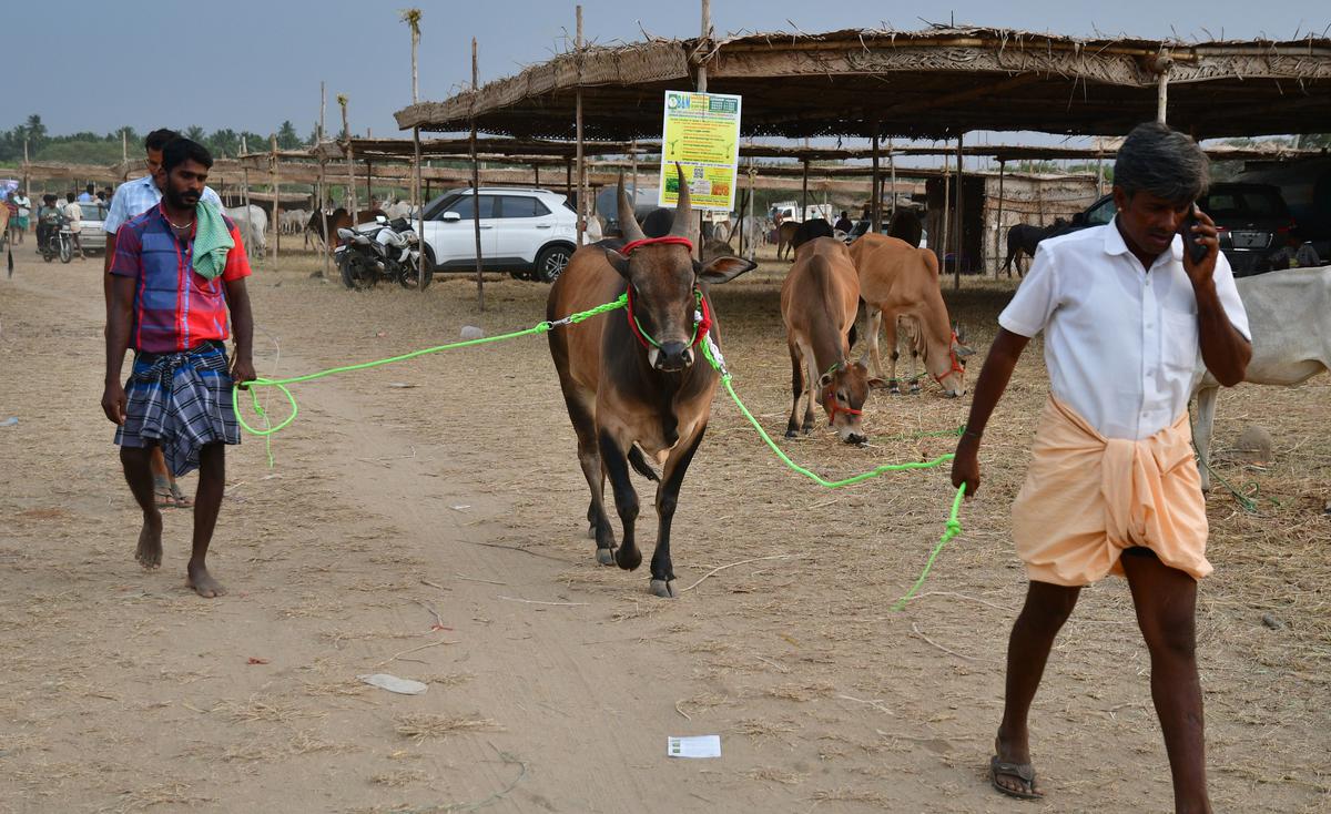 A day at the famed Kannapuram cattle fair near Kangeyam, a hub for pure